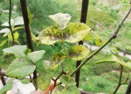 月季花黄叶是什么原因,月季黄叶如何处理