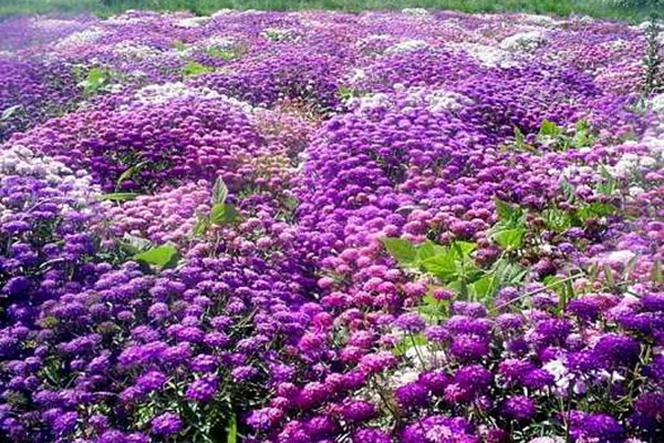 蜂室花 蜂室花