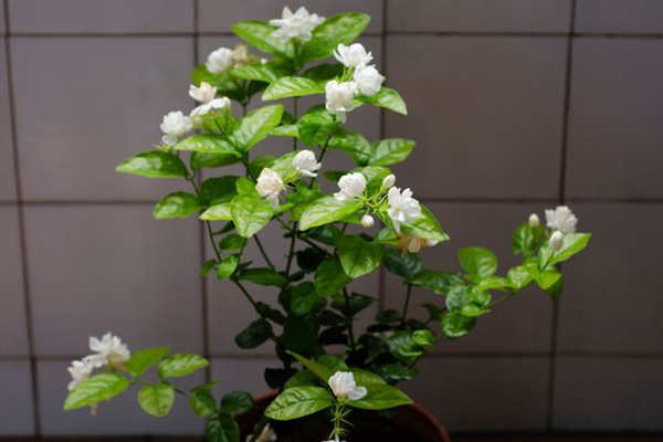 茉莉花的种植步骤详解 茉莉花的种植步骤详解