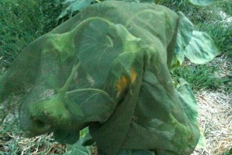 怎么在花园里种植向日葵 花园里种植向日葵的方法步骤