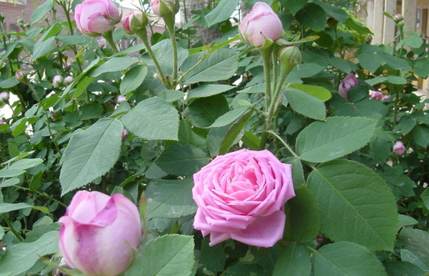 夏季月季花怎么管理养护?