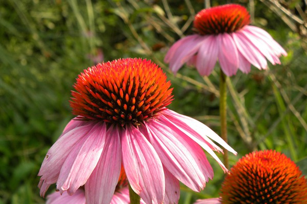 松果菊 松果菊