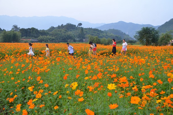 硫华菊 硫华菊