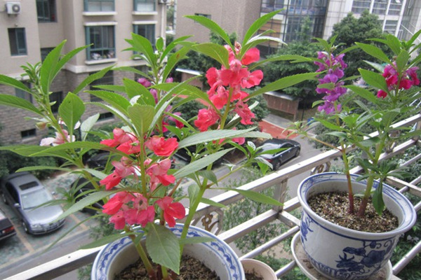 凤仙花 凤仙花