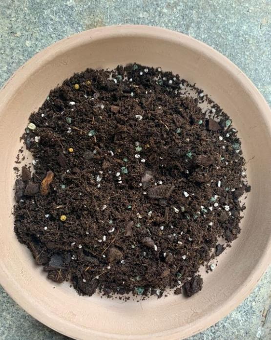种月季用什么土比较好?