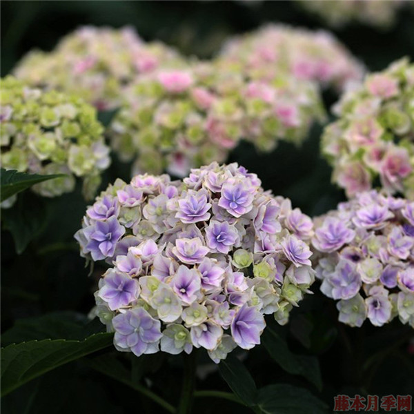 夏洛特公主 夏洛特公主绣球一年能开几次花