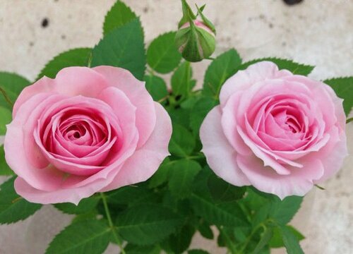 月季花黄叶落叶怎么解决
