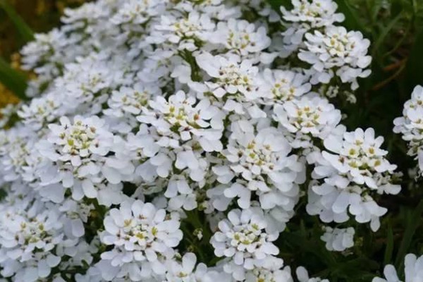 蜂室花 蜂室花