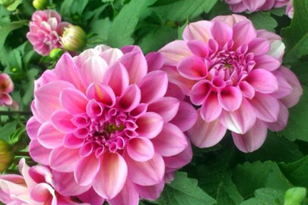 大丽花 大丽花