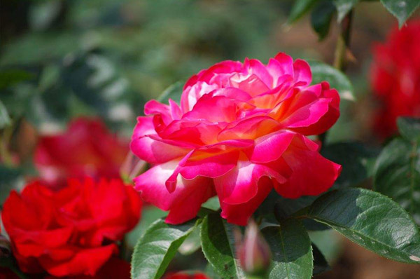 红双喜 月季花有多少种(月季花的分类)