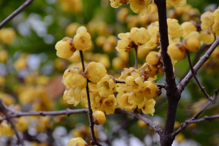 1669890987771591.jpeg 观花的年宵花卉有哪些