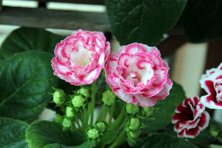 1669950135369297.jpeg 春节期间开放的十种花卉(过年开的花)
