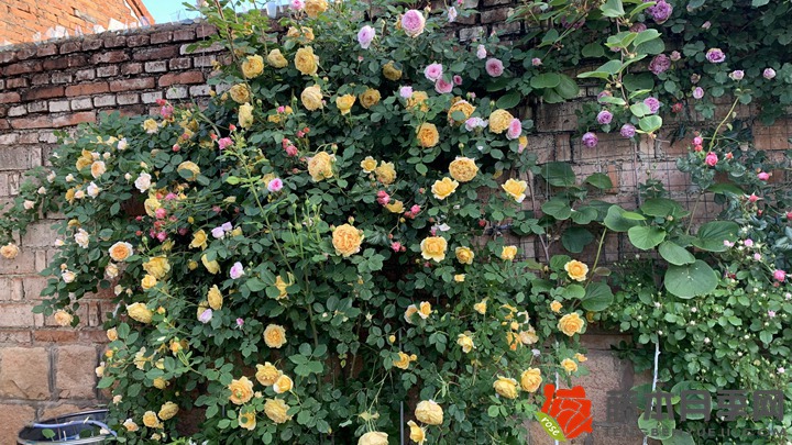 1669950606989954.jpg 最旺宅的爬藤植物有哪些