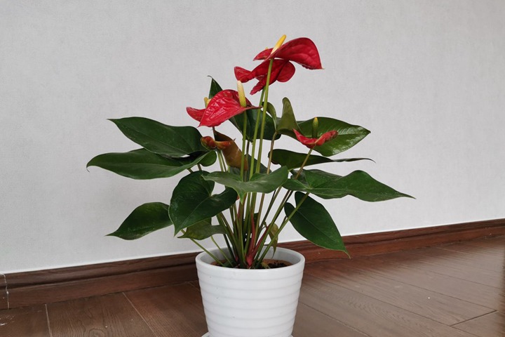 1669977926837697.jpeg 十种旺财又旺宅的植物(十种旺宅的花卉推荐)