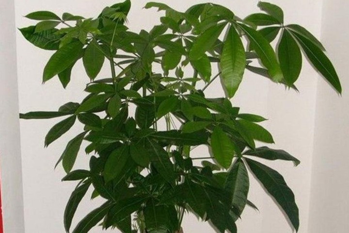 1669977962987086.jpeg 十种旺财又旺宅的植物(十种旺宅的花卉推荐)