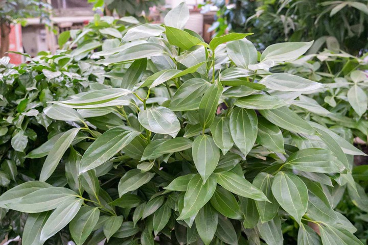 1669977995221969.jpeg 十种旺财又旺宅的植物(十种旺宅的花卉推荐)