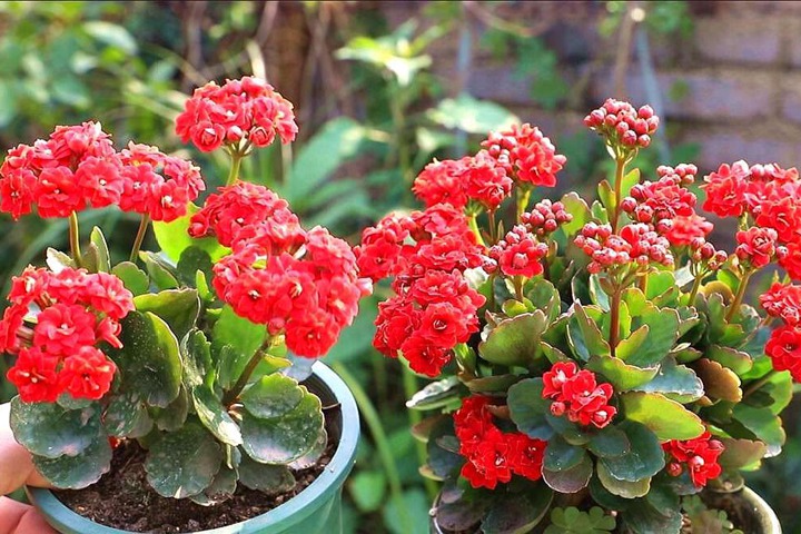 1670061360596349.jpeg 春节必买的10种花(10种年宵花卉介绍)