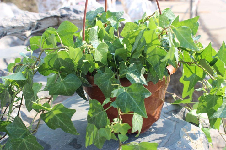 1670062397897997.jpeg 客厅适合养什么花风水好
