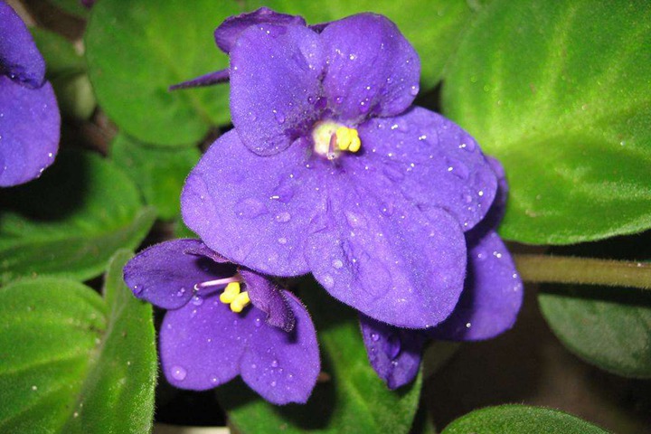 1670062640279629.jpeg 客厅养什么花聚财又镇宅