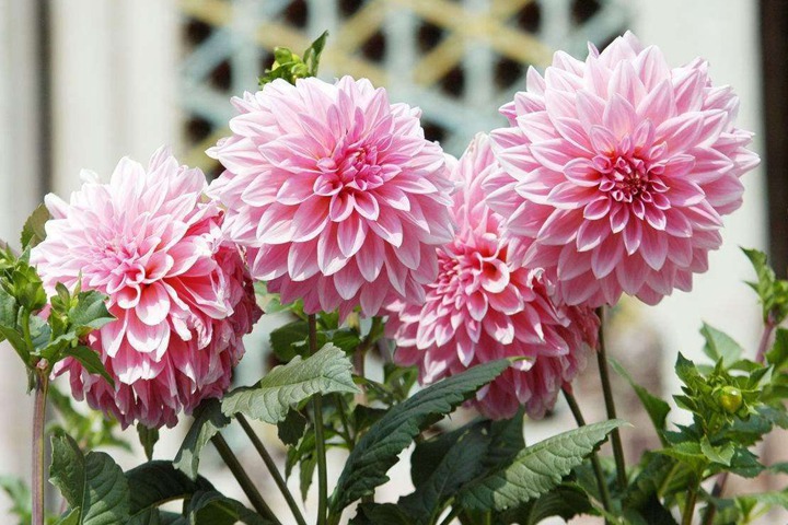1670243275680213.jpg 大丽花.jpg
