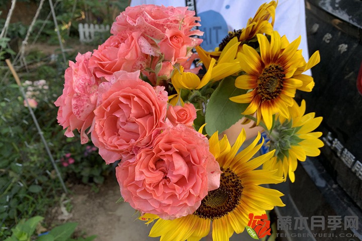 1670398935502486.jpg 北方月季花冬季什么时候剪枝好