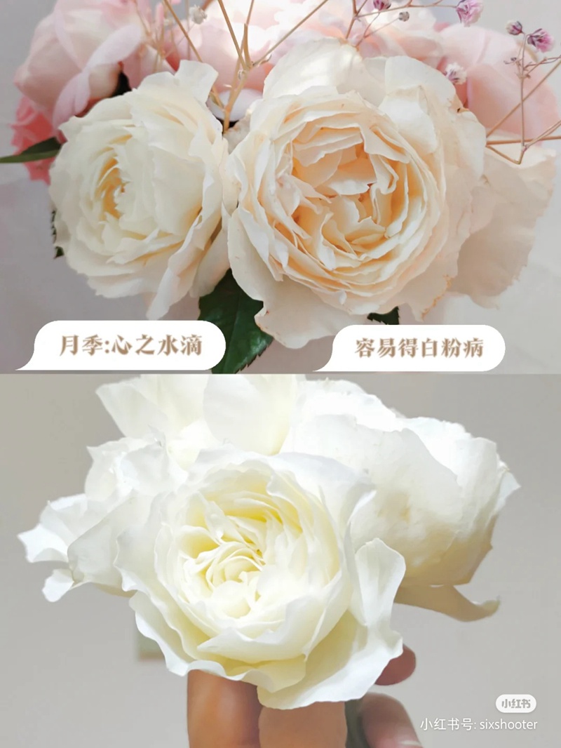 1670401152880730.jpg 3.jpg