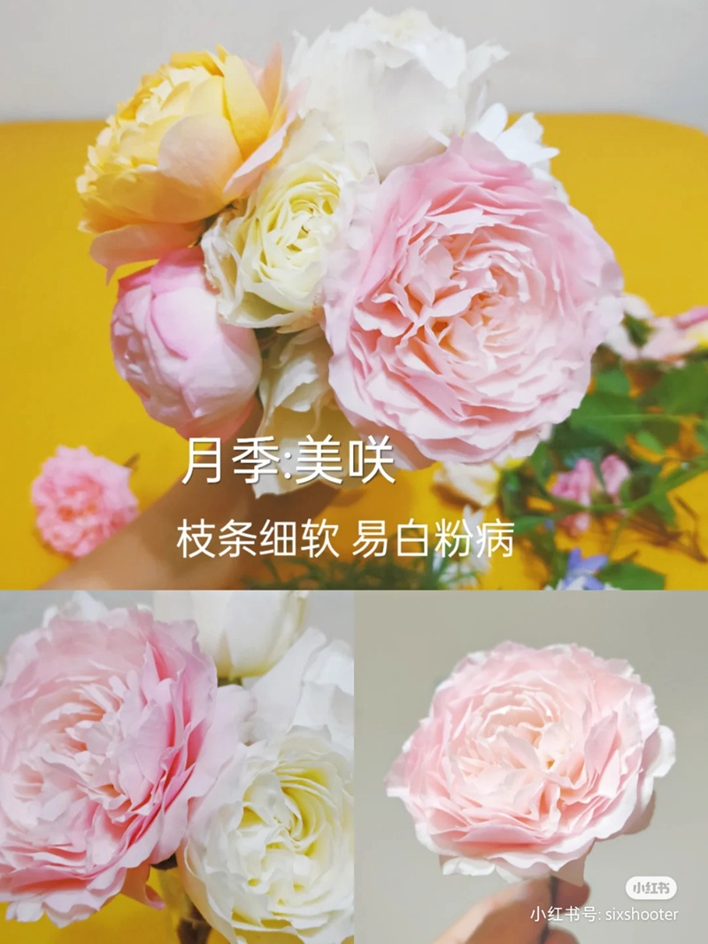 1670401166486749.jpg 4.jpg