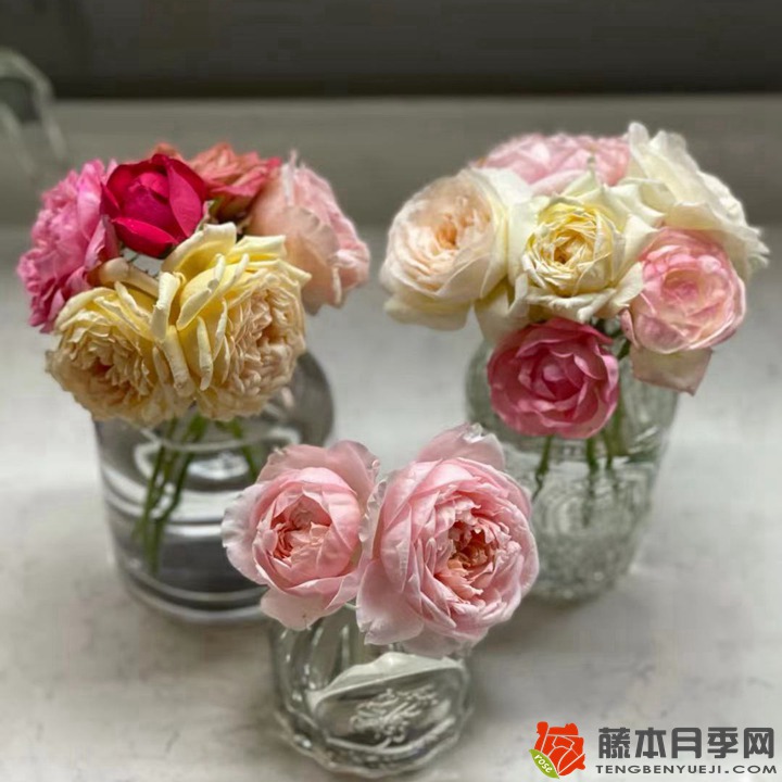 1670401601700829.jpg 月季品种如何选(什么样的月季品种值得种)