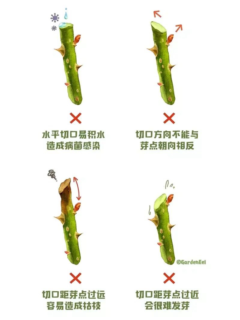 1670402034555390.jpg 月季冬剪通用基本原则(图文教程)