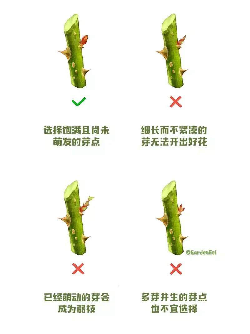 1670402034845510.jpg 月季冬剪通用基本原则(图文教程)