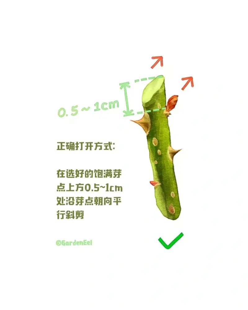 1670402034914017.jpg 月季冬剪通用基本原则(图文教程)