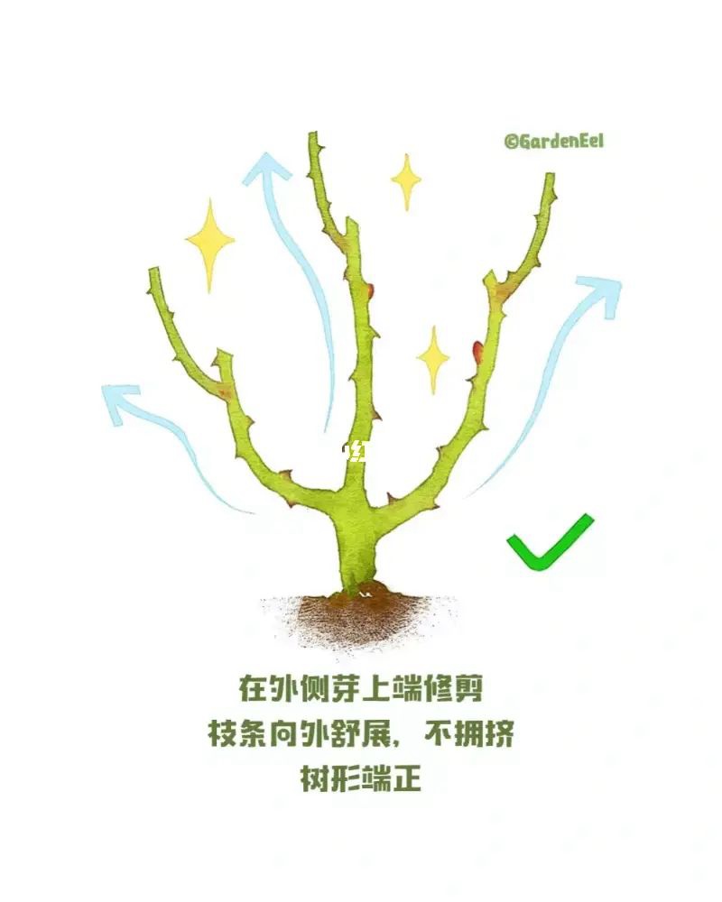 1670402035180632.jpg 月季冬剪通用基本原则(图文教程)