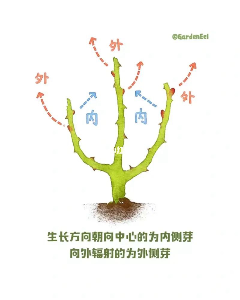 1670402035323781.jpg 月季冬剪通用基本原则(图文教程)