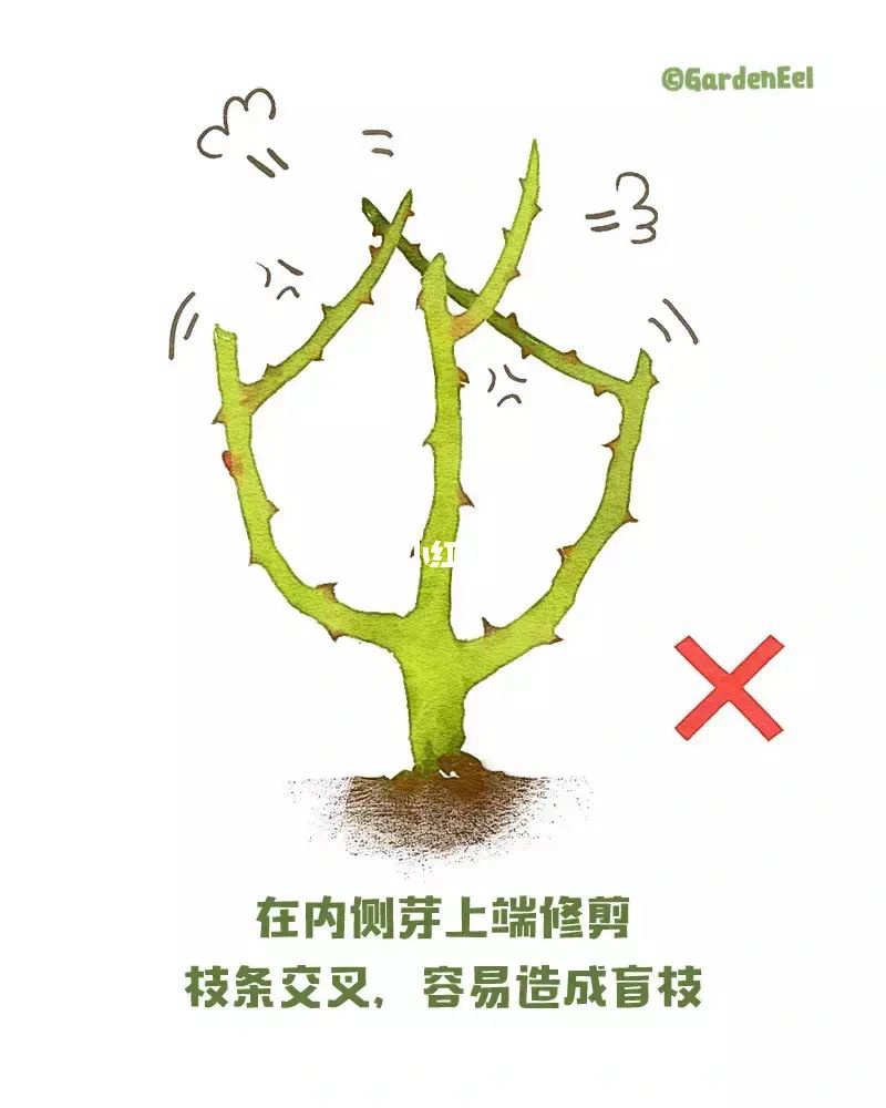 1670402035698854.jpg 月季冬剪通用基本原则(图文教程)