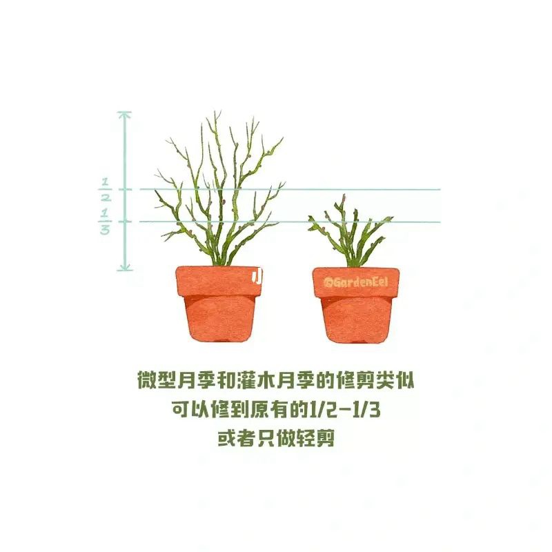 1670402036261828.jpg 月季冬剪通用基本原则(图文教程)