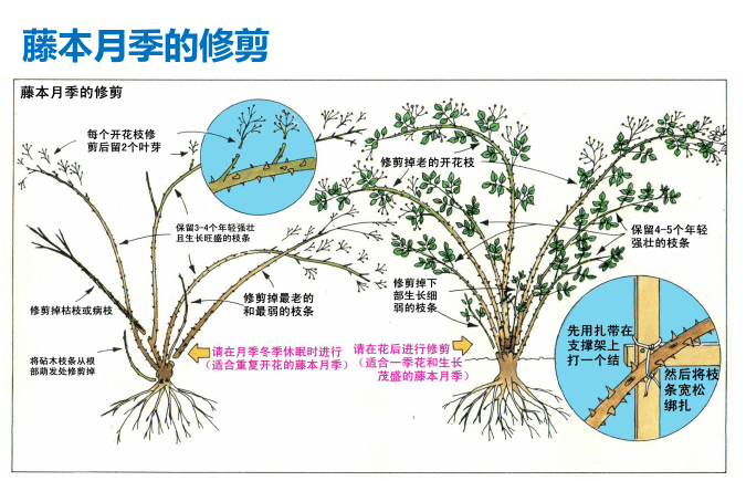爬藤月季冬季修剪横拉技巧(做好了来年轻松开爆花)
