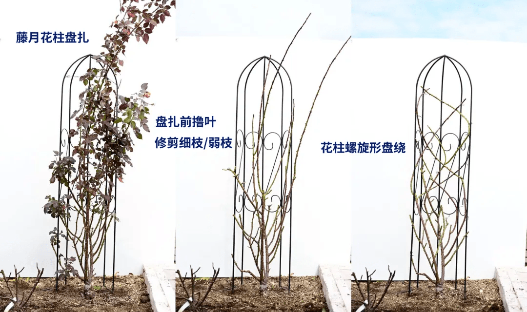 爬藤月季冬季修剪横拉技巧(做好了来年轻松开爆花)