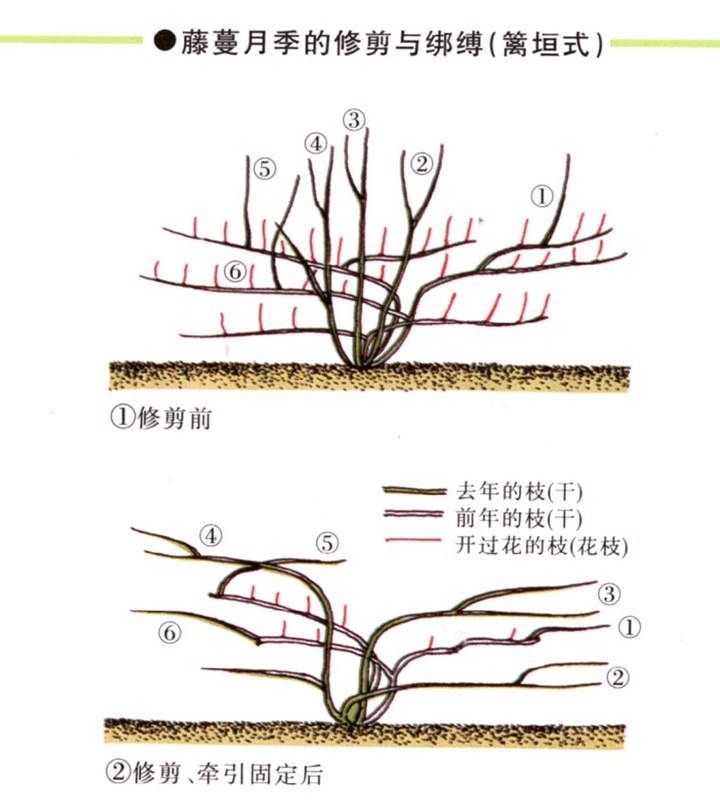 1670465128282618.jpg 爬藤月季冬季修剪横拉技巧(做好了来年轻松开爆花)