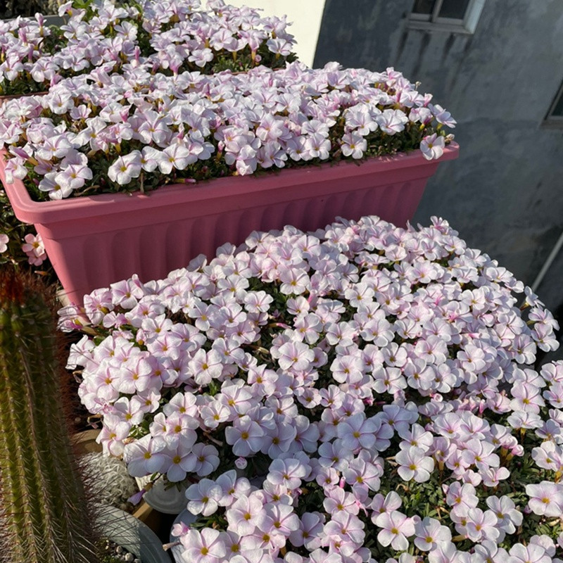 1670485145727783.jpg 酢浆草粉白桃之辉