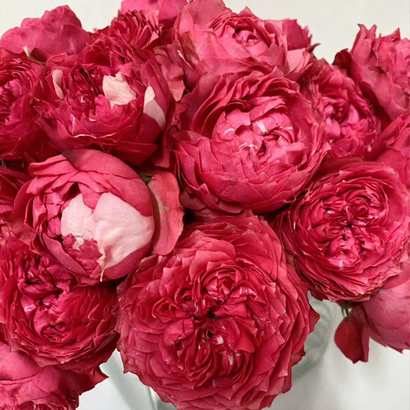 1670898128474436.jpg 树莓朱莉塔julieta Raspberry