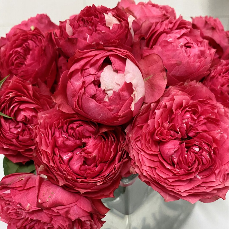 1670898128494315.jpg 树莓朱莉塔julieta Raspberry