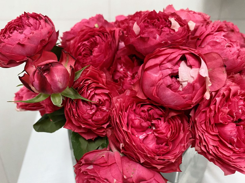 1670898129422312.jpg 树莓朱莉塔julieta Raspberry