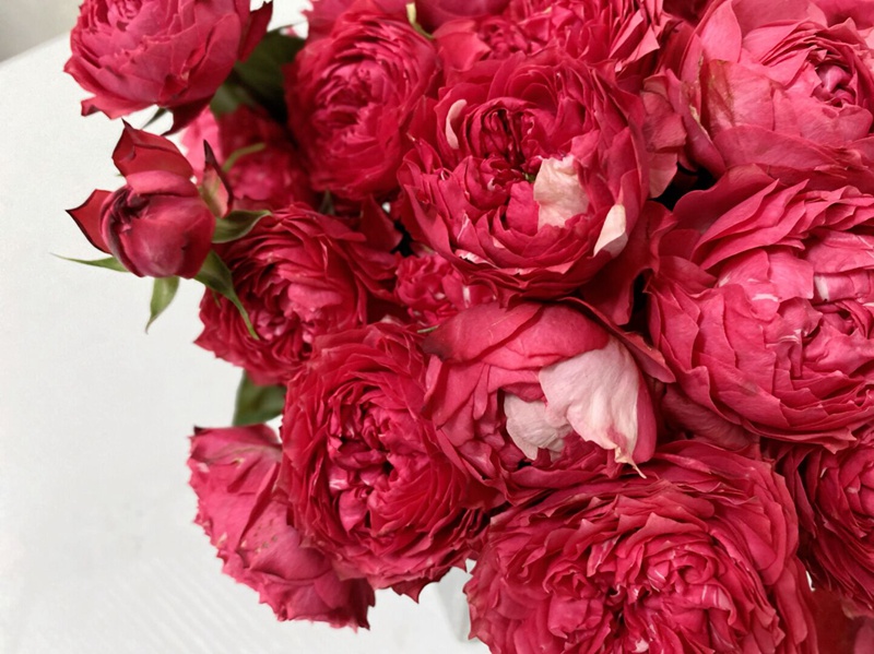 1670898129896459.jpg 树莓朱莉塔julieta Raspberry