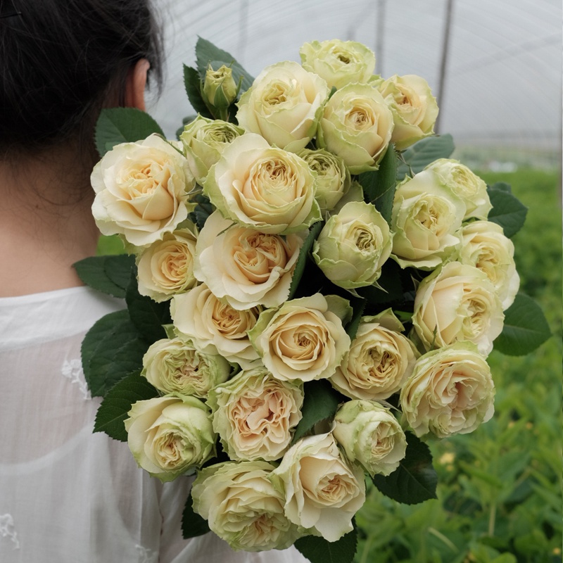 1670898914347175.jpg 绿色梅拉/绿色迈拉Mayra's Green