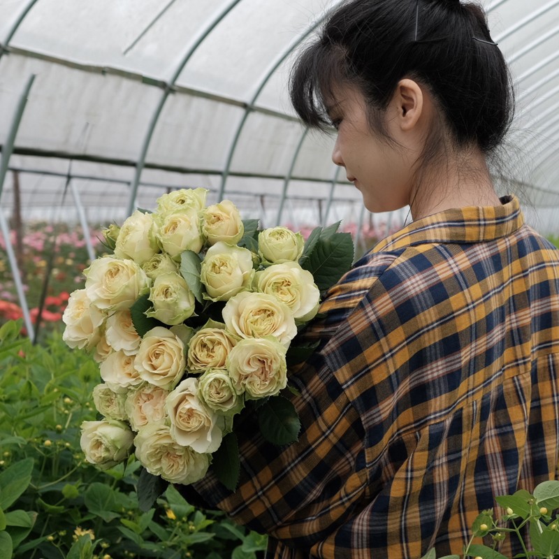 1670898914704661.jpg 绿色梅拉/绿色迈拉Mayra's Green