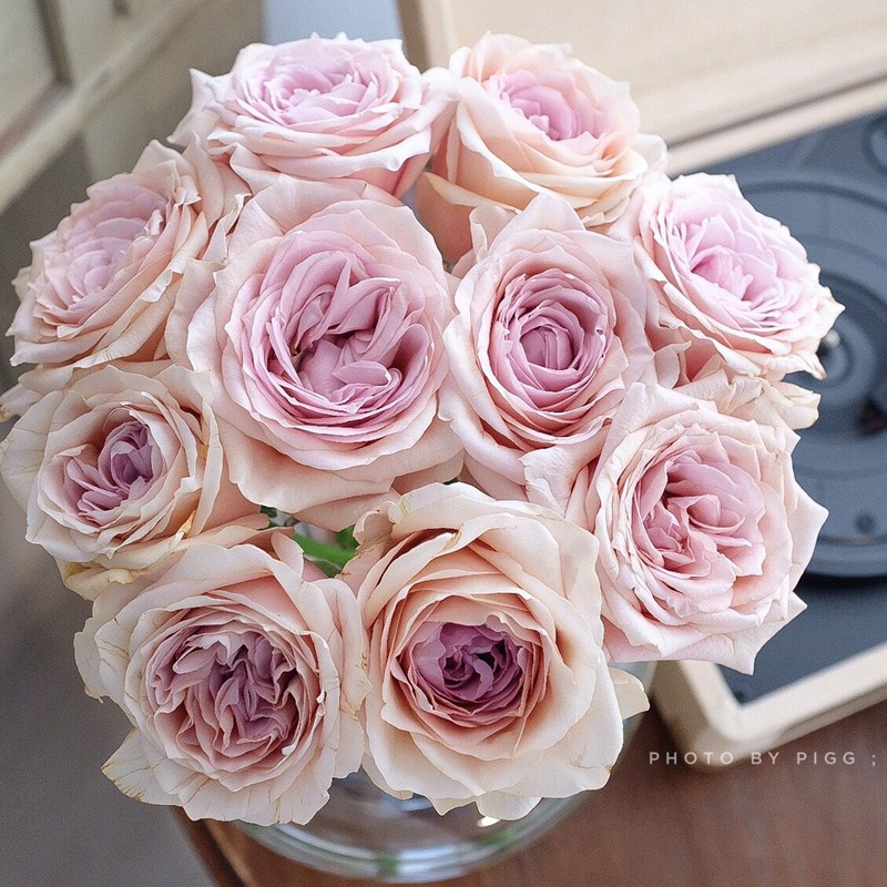 1670899716902319.jpg 布鲁特Brut