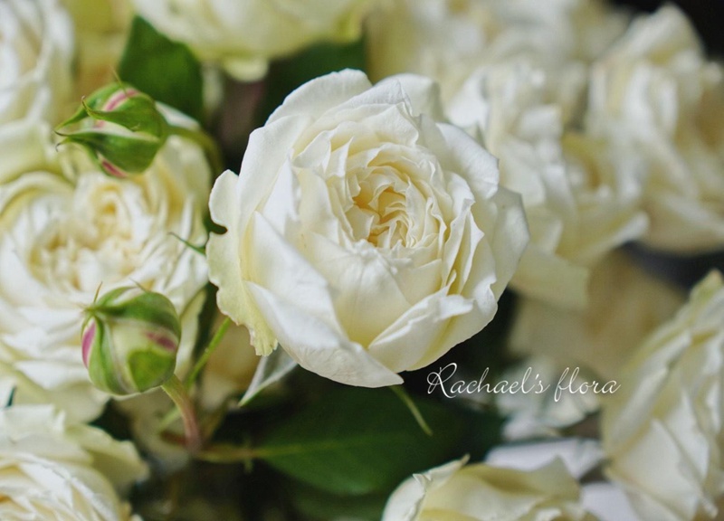 1670899899327378.jpg 香草朱莉塔julieta vanila