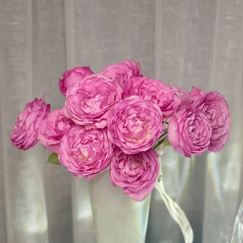 1670900048981543.jpg 贵妇朱莉塔Julieta princessa