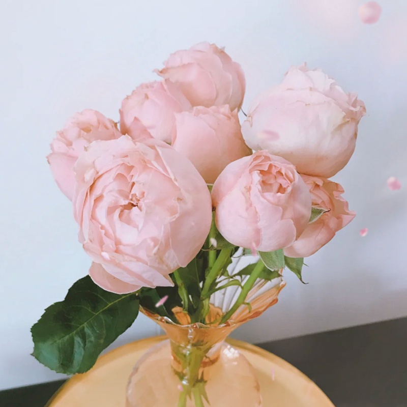1670900687112292.jpg 格鲁吉亚桃子Georgia Peach