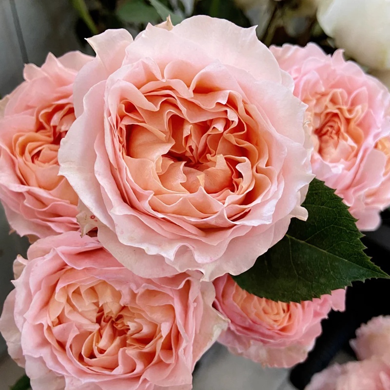1670900687538773.jpg 格鲁吉亚桃子Georgia Peach